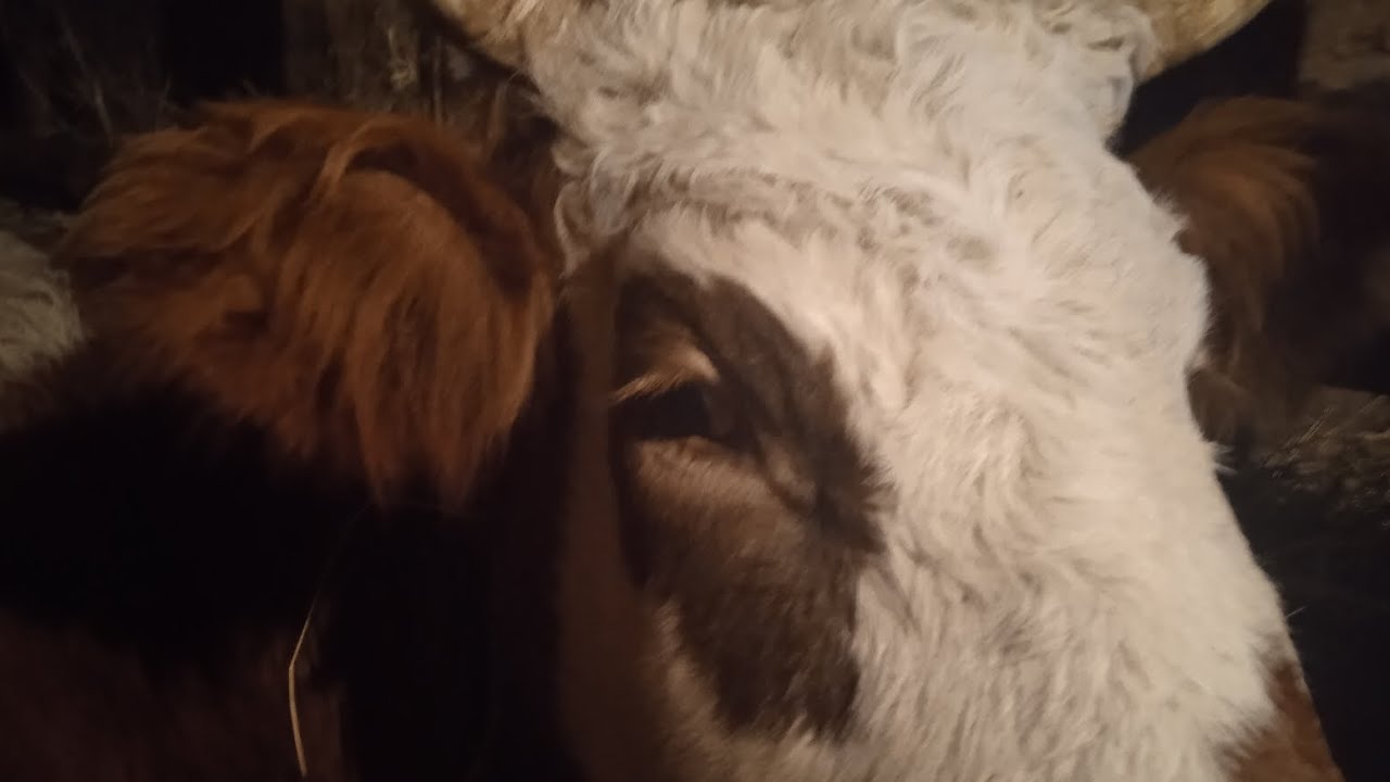 МАСТИТ У КОРОВЫ 😱. НАЧИНАЕМ ЛЕЧЕНИЕ💉. КАТАРАЛЬНЫЙ МАСТИТ У КОРОВ. - YouTube