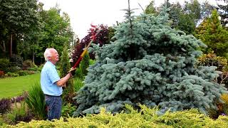 Pruning Conifers with Adrian Bloom