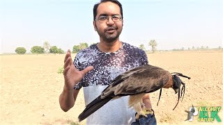 Booted Eagle | Important Facts | Guidelines to Release a Bird