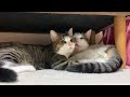 勘違いされても受け入れる猫にほのぼのする