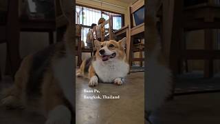 Baan Pa Little Cafe With Four-Leg Staffs With Great Service Mind