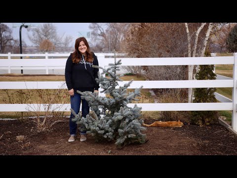 Video: Blue Spruce At Your Home. Growing A Blue Beauty Spruce