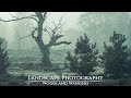 Landscape Photography | Woodland Wanders