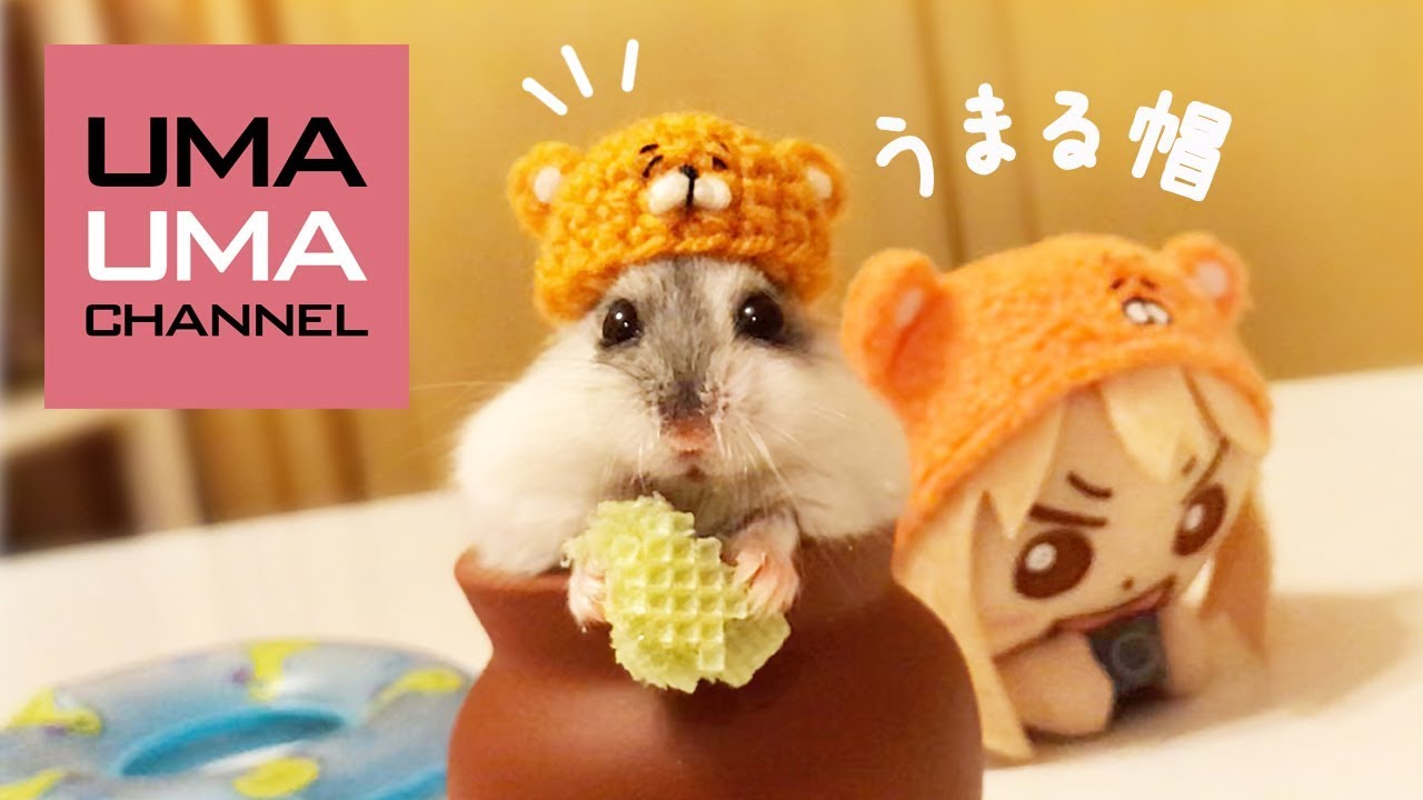 激カワ うまるくんにうまるちゃん帽をかぶってもらったよ うまる 32 Caution A Cute Hamster Wearing Umaru Knit Cap Youtube