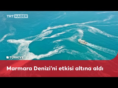 Marmara kıyılarındaki müsilaj