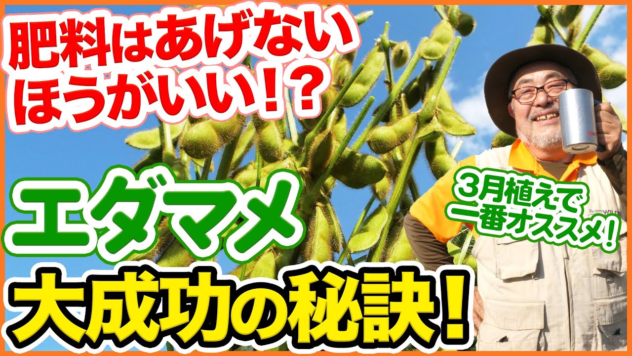 ３月植えでダントツおすすめ エダマメ栽培大成功の秘訣 最初は肥料はあげちゃダメ 根粒菌の役割についても解説 枝豆 追肥 発芽 Youtube