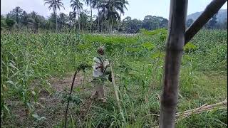 MAIN DISAWAH || WIDIA MAU NGAMBIL PEPAYA