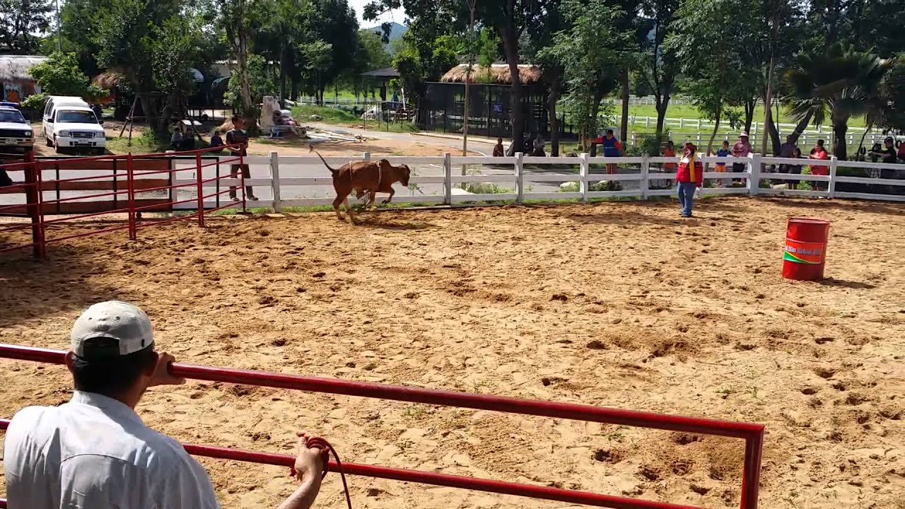 Bull Bucking 2 YouTube