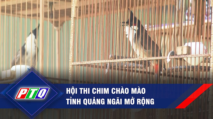 Lễ Hội Chọi Chim 2023 | Chọi Chim Chào Mào 2023