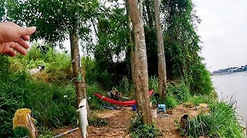 Bãi câu vườn tràm nhiều cá cóc cho ae nào muốn trải nghiệm//câu cá sông Đồng nai