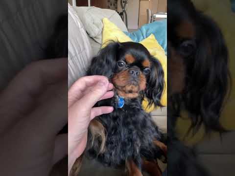 Video: English Toy Spaniel Dog Breed Hypoallergenic, Kalusugan At Life Span