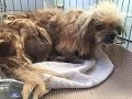 Dog abandoned, matted and full of ticks gets a new life - Combo