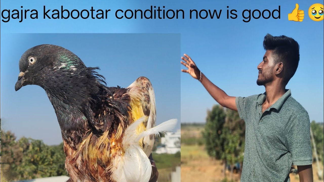 Gajra kabootar condition now is good eagle attack kare so kabutar ko recover kaise karna