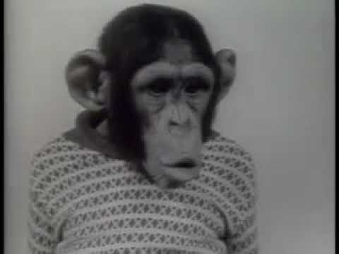 Chimpanzee - Xerox 914 - Xerox Commercial