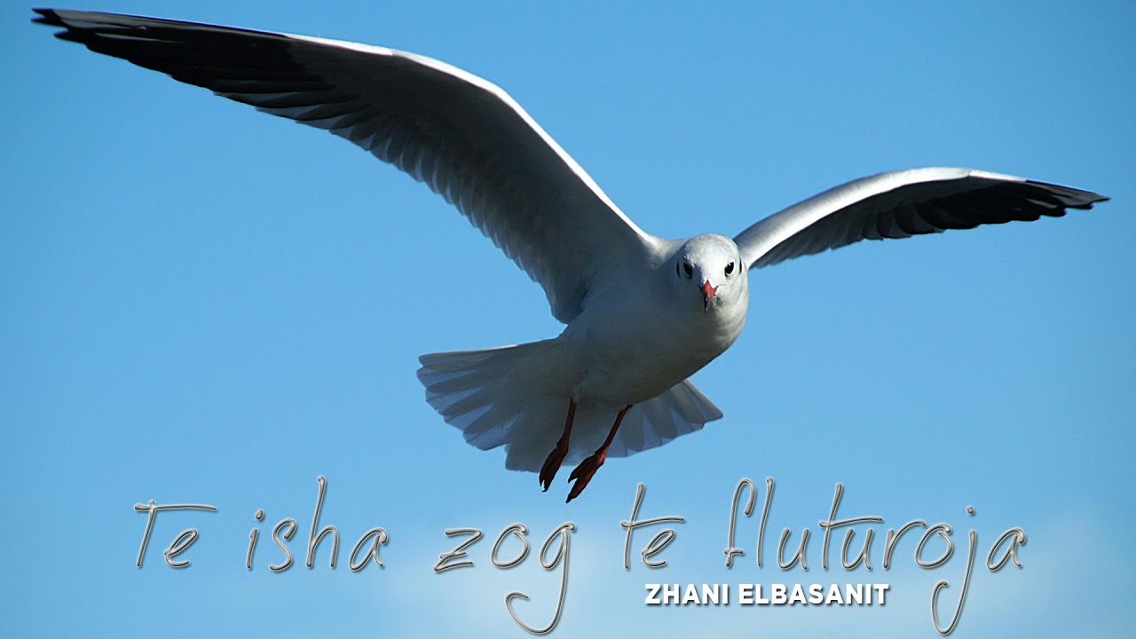 Zhani Elbasanit - Te isha zog te fluturoja