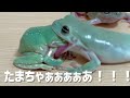 それはだめぇぇぇぇぇぇぇぇえ！！！！ White's tree frog