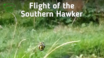Flight of the Southern Hawker Dragonfly Slow Motion Video #4k
