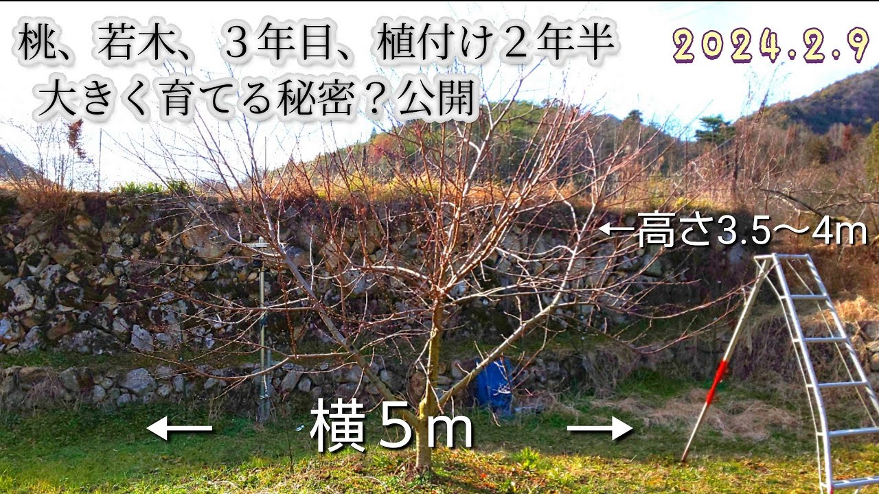 桃の木を大きく育てる秘密?コツを紹介、1つ前の動画の木、植付け2年9ヵ月後の様子、若木栽培 - YouTube