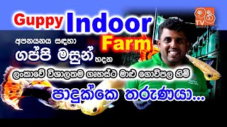 ගප්පි ඇති කරන ලංකාවේ විශාලම ගෘහස්ත මාළු අභිජනන ගොවිපළ IThe Largest indoor hatchery breeding guppies