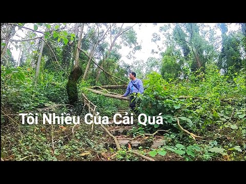Người Đàn Ông Tham Lam Không Siêu Thoát Vì Có Nhiều Tài Sản, Phim Ma