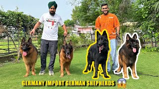 Import German Shepherds (worth Lakhs) at Engineers Kennel Haryana