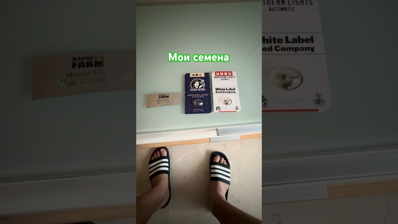 Моя коллекция семян - показываю, что у меня есть сейчас 🌱