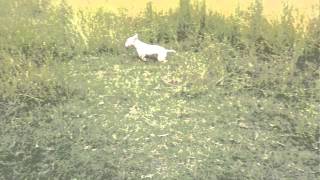 Bull Terrier Greta Very Happy