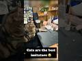 Cats are the best imitators #cat #catfunny #funny #fyp