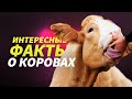 Коровы: 10 интересных фактов за 1 минуту / Cows: 10 interesting facts in 1 minute #shorts