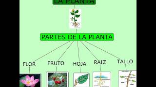 Las plantas son seres vivos