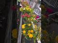 Very make garden Portulaca flowers #shorts #gardenflower #portulacaflower