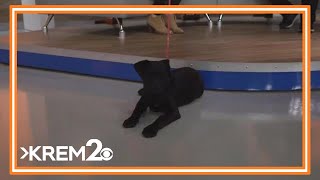 Meet Echo, KREM 2's Pick of the Litter!