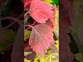 Coleus collection relaxing plant satisfying shorts