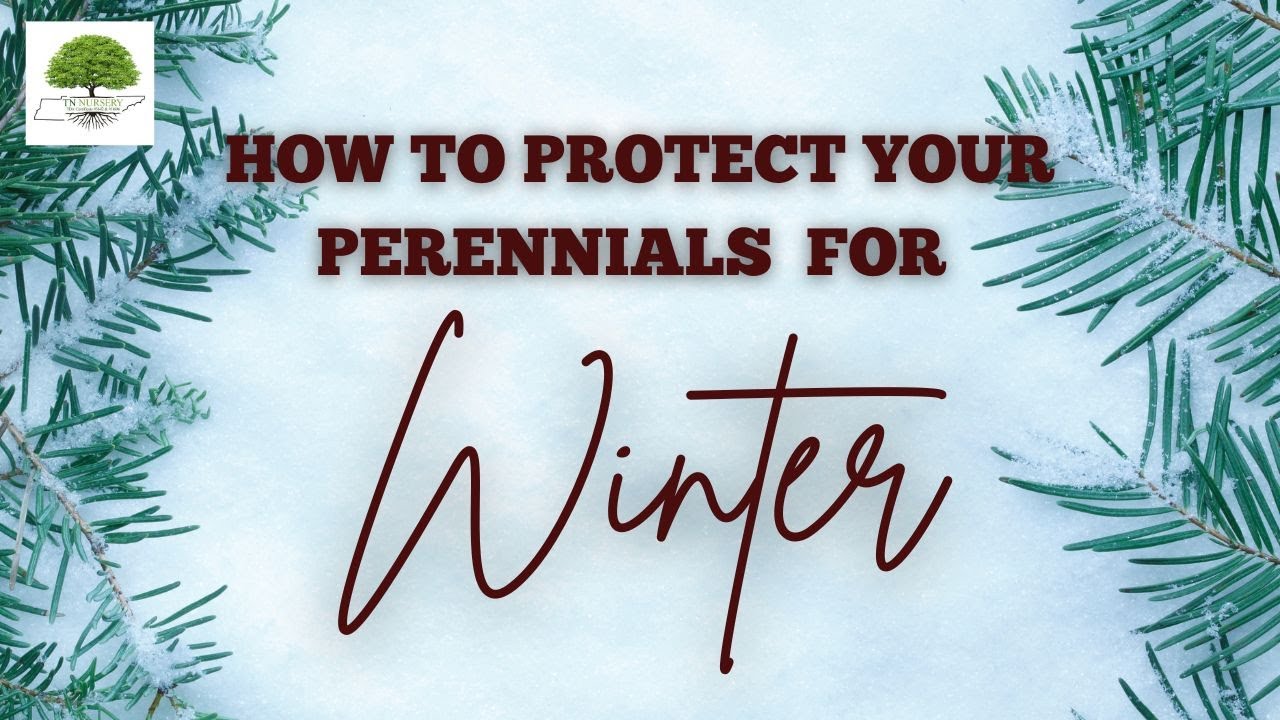 How to Protect Perennials for Winter TN Nursery YouTube