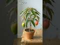 365 Days of Mango Growth in 60 Seconds | Complete Time-Lapse