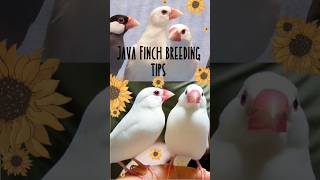 Java sparrow breeding tips #javasparrow #birds #javafinch