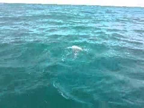 ⁣Delfines en Cunit - Segur 17/10/2010