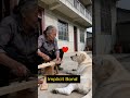 She Saved an Injured Dog… Then He Saved Her Life
