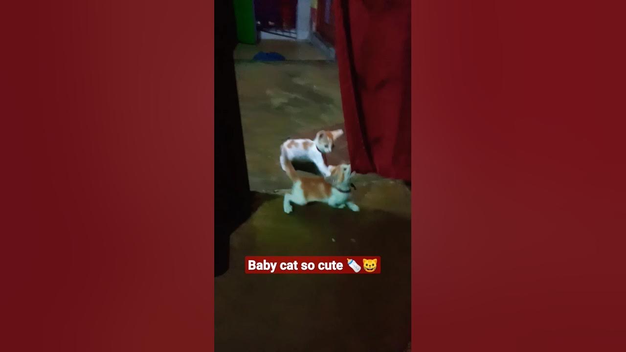 baby cat 🍼😺 very cute funny video #short #viral #shorts - YouTube