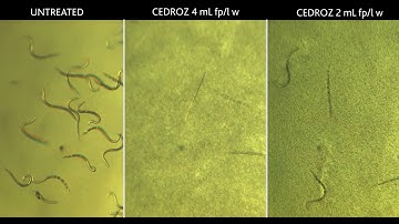In Vitro Testing Shows the Lethal Effects of Cedroz on Root-Knot Nematodes