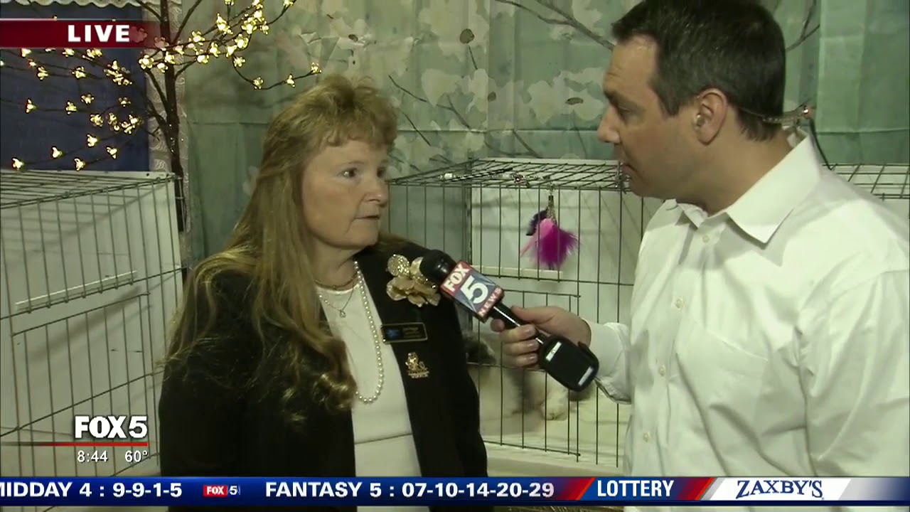 Cotton States Cat Show