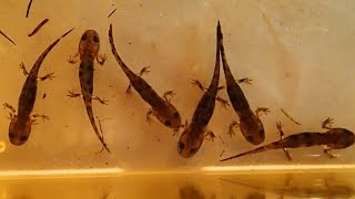 How to care for Salamander and Newt Larvae and what to feed them
Visit our FB-Site for many photos: https://www.facebook.com/aquaterralife/
In this video I show you my setup for this years salamander larvae and what you can feed your salamander or newt larvae.
Dont forget to subscribe for more videos. :)
Additional information:
You can also keep the larvae separate in small boxes, then you have to change the water everyday or every second day. Keeping them separated they cannot bite each other.
I put a small filter in the box, as I had it available. This is not necessary, but helps to keep the water clean when you keep so many larvae in one box.
In the end of the video you can see some fresh caught Fresh caught Tubifex and black mosquito larvae.
Filmed with an Olympus TG-2 Tough Edition
Song: How to care for Salamander and Newt Larvae and what to feed them
