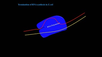 RNA transcription as perJNU, CSIR-NET, GATE, DBT, GRE and ICMR syllabus