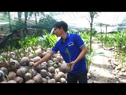 Video Cách cơ sở Bến Tre ươm dừa giống Mã Lai - Dứa - Hồng... - youtube