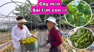 Vê Quê Hái Rau Bất Ngờ Gặp Mẹ. Tỉa Ớt Cho Sai Quả