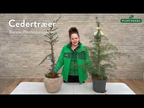 Video: Hvordan passer du et cedertræ?