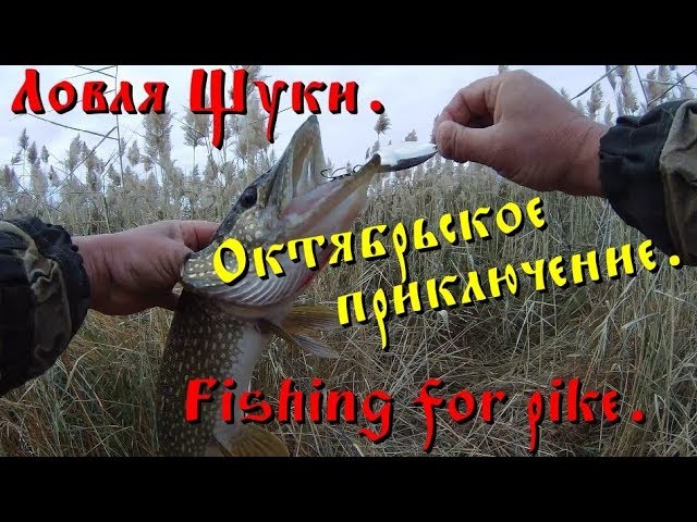 Ловля Щуки. Осенний жор. Fishing for pike.