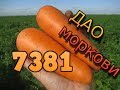 Морковь 7381 (Seminis). Главные секреты успешного выращивания. Как вырастить морковь на хранение