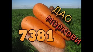 Морковь 7381 (Seminis). Главные секреты успешного выращивания. Как вырастить морковь на хранение