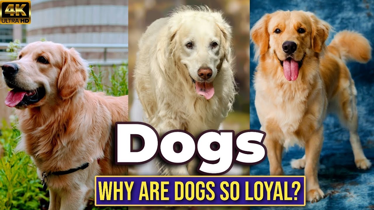 Dogs The Most Loyal Animals on Earth|Amazing Facts About Dogs You'll Be Surprised |Mind Blowing Fact